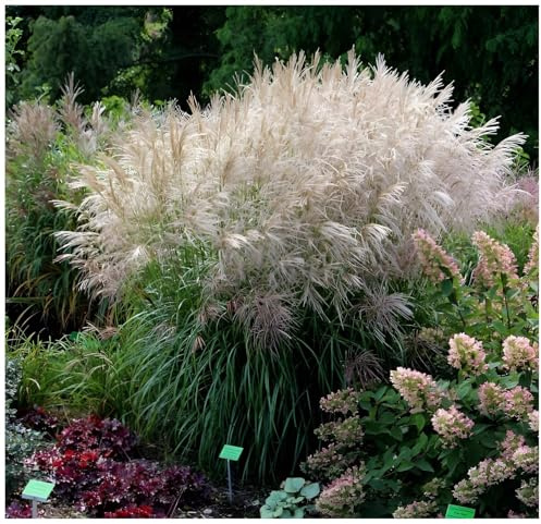Stauden Gänge 1 x Miscanthus Sinensis 'Verneigung' Chinaschilf winterhart | Winterharte Staude für Sonne, Blüte August bis September, mehrjährig, 1 L Topf (11x11 cm)