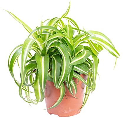 Grünlilie 'Bonnie' - pflegeleichte Zimmerpflanze, Chlorophytum Comosum - Höhe ca. 25 cm, Topf-Ø 12 cm