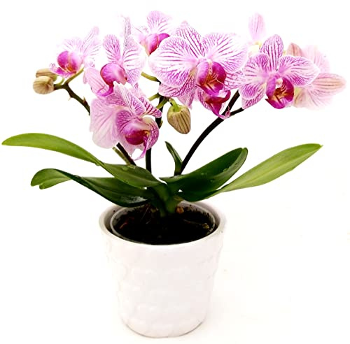 POWERS TO FLOWERS - ORCHIDEA PHALAENOPSIS-BONSAI ROSA STRIATA IN VASO CUORI BIANCO, Pianta Vera