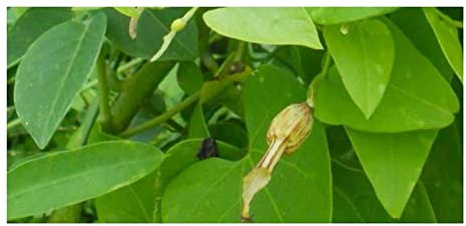 Stk - 10x Aristolochia anguicida Kletterpflanze Garten Pflanzen - Samen ID997 - Seeds & Plants Shop by Ipsa