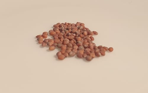 100 graines à semer - Le Grenier d'Abondance - RADIS Rond Gaudry - Radix