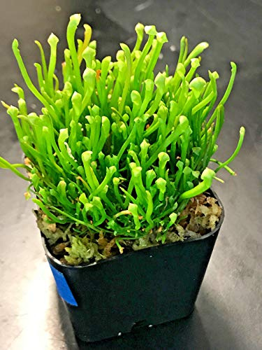 Portal Cool Sarracenia Mix Aprire impollinazione 25 Semi Pianta Carnivora Grande per paludi