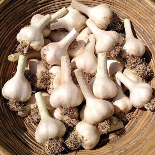 30 Organic Garlic Cloves for Planting Now UK 2024 Garlic Seeds
