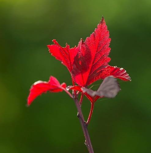 Blasenspiere Spicy Devil 40-60cm - Physocarpus opulifolius - lebende Gartenpflanze aus den Baumschulen