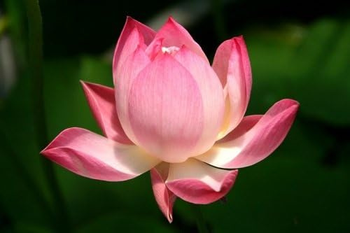 Fiore di Loto Nano Nelumbo Red Children – Rizoma Vivo di Loto Rosso Ornamentale – Pianta Acquatica per Vasi e Laghetti – Fioritura Estiva Decorativa