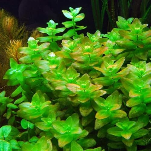 Carolina-Fettblatt/Bacopa caroliniana - NatureHolic In-Vitro Aquarium Pflanze