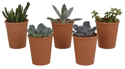 Sukkulenten | Sukkulenten Mix in Terrakottatopf | 5 Stück | diverse Sorten | Ø 6,5 cm | ↕ 8-13 cm | Pflegeleichte Zimmerpflanzen