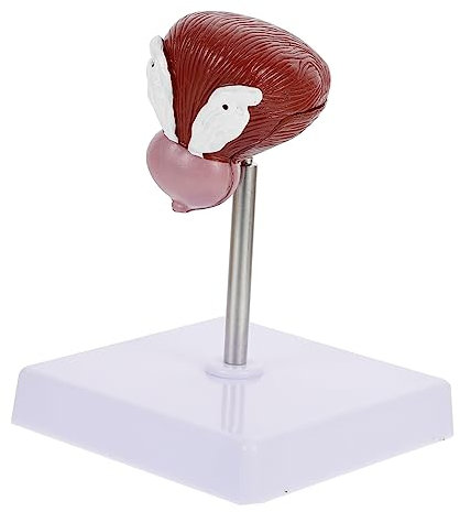 ULTECHNOVO Anatomisches Blasenmodell Realistisch Langlebig Medizinisches Lehrmodell Für Schule Wissenschaftliche Demonstration Und Anatomie Unterricht Hilfsmittel