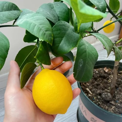 semillas de limonero, comprar Semillas De Limón Orgánicas, Limonero, Las de jardín son resistentes. resistentes para el jardín 80pcs