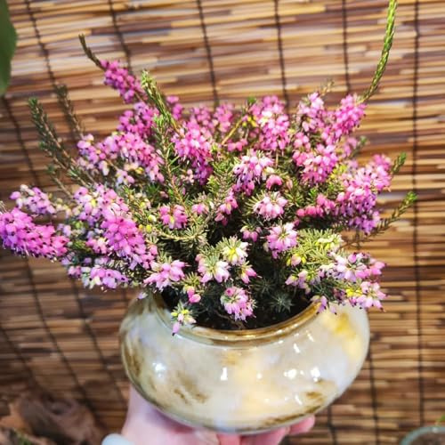 Heidekraut, gartenpflanzen winterhart mehrjährig Erica carnea, Winterheide, blumensamen wohnzimmer deko sträucher 300pcs