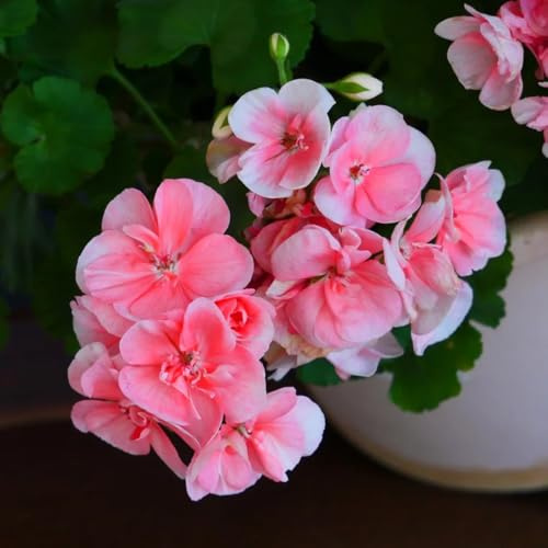 Geranien mehrjährig - bodendecker topfpflanzen hochbeet steingartenpflanzen blumengarten blumensamen steingarten winterharte stauden für pralle sonne gartenpflanzen gartenblumen 300samen