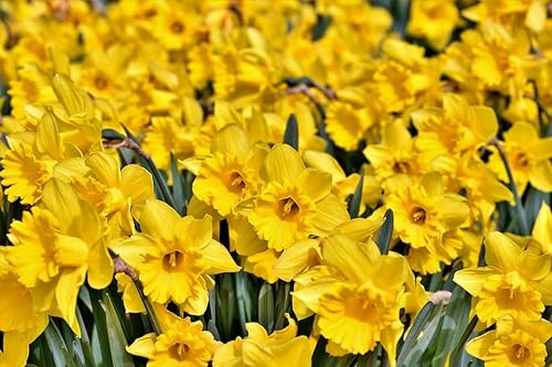 Narcis Geel Narzissen Blumenzwiebeln Gelb - 100 Stück leuchtend gelbe Osterglocken für Garten, Balkon & Beet