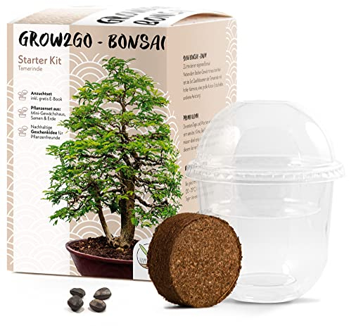 GROW2GO Bonsai Starter Kit Anzuchtset - Pflanzset aus Mini-Gewächshaus, Samen & Erde - nachhaltige Geschenkidee für Pflanzenfreunde (Tamarinde)