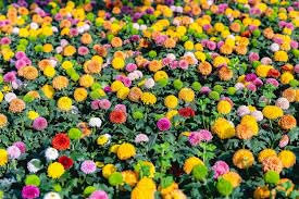 Pianta di crisantemo colore misto bicchiere 12cm bellissima Terre di Romagna Made in Italy