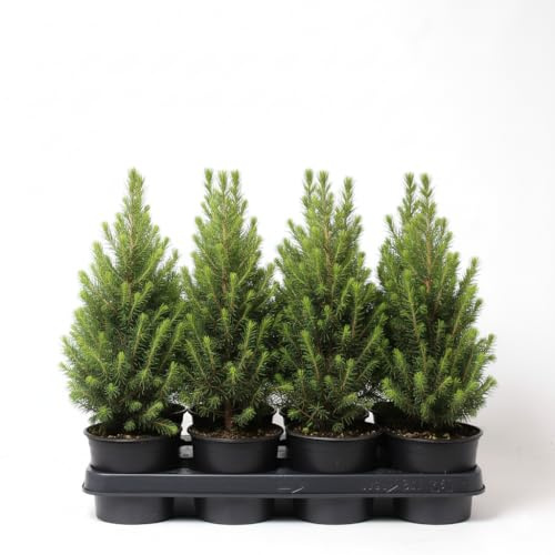PlantaPro Picea glauca 'Conica' 20-30 cm - Zuckerhutfichte, immergrün, kegelförmig, ideal für Kübel und Rabatten, winterhart, pflegeleicht