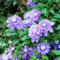 Clemátide, planta perenne resistente - bulbos balcón resistentes plantas trepadoras plantas resistentes clemátide perenne resistente bulboss perennes resistentes bulbos de 1pcs