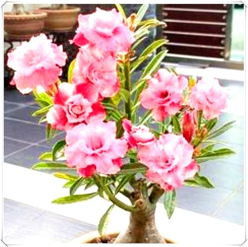 Bulbi di Rosa del Deserto - Altamente Decorativi, Perfetti per la Decorazione della Casa-3bulbi-B
