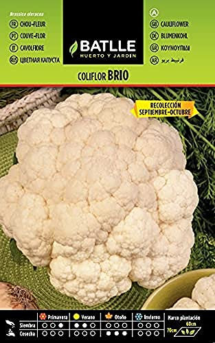 Batlle Vegetable Seeds - Cauliflower Brio Selección Urgelba (3g)