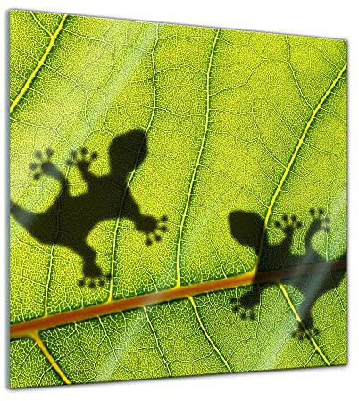 Bilderdepot24 Glasbild - Dschungelblatt mit Geckos - 30x30 - Deko Glas - Wandbild aus Glas - Bild auf Glas - moderne Bilderdepot24 Glasbilder - Glasfoto - Echtglas