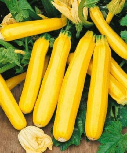 40 Golden Zucchini Summer Squash Seeds-Open Pollinated-Organic by OrginBud