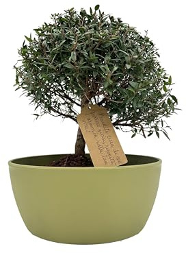 My Little Bonsai - Bonsai di Mirto in vaso colorato - Bonsai da esterno e da interno- Scheda botanica inclusa- Frase di buon auspicio - Vaso con foro per il drenaggio acqua - Benessere e relax