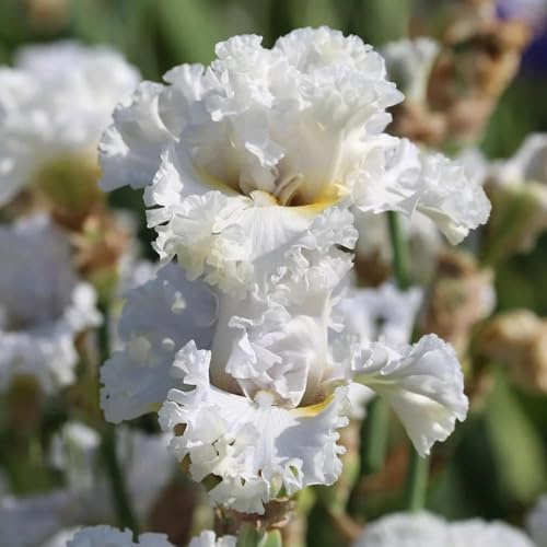 Semi di Iris - Iris tettoria - comprare semi di iris rustiche per balconi 100pcs