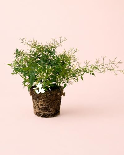 PUR PLANT Jasminum Polyanthum | Jazmín Trepador Aromático Natural | Planta Con Flores Apta Para Interior y Exterior | Maceta De Ø12 cm