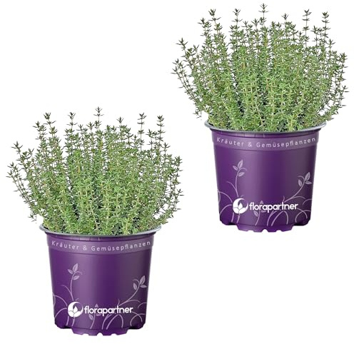 echter Thymian Pflanze – Thymus vulgaris Kräuter Pflanzen 2er-Set für aromatische Küche | Frische Kräuterpflanzen für er-Setdeinen Garten oder Balkon