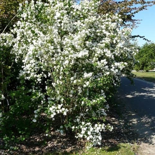 Seringat - Philadelphus Bouquet Blanc 3l - Plante En Pot - Floraison Juin - Couleur de la Fleur