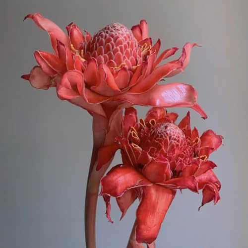 etlingera elatior - zierblumen blumendeko winterhart schnittblumen wildblumen balkonblumen hochbeet blumenwiese 100samen