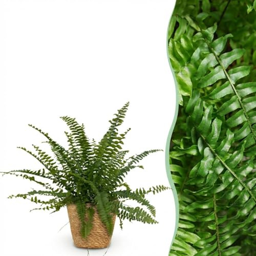 Nephrolepsis exaltata Green Lady - Felce - Pianta adatta agli animali domestici - Verde - con cestino - 25cm - Ø12cm - Pianta d'appartamento - Set completo - Pianta con vaso