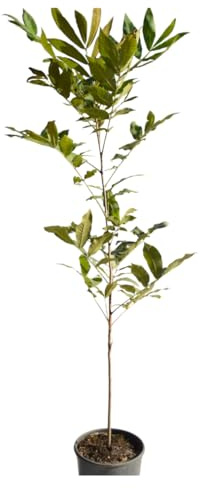 pianta di Carya illinoinensis, (noce pecan)