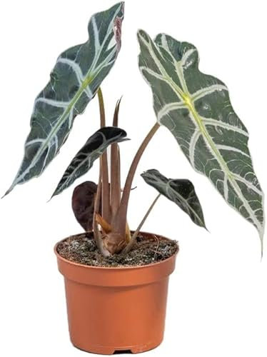 Alocasia Amazonica Planta Oreja de Elefante Natural Perfecta para Decorar