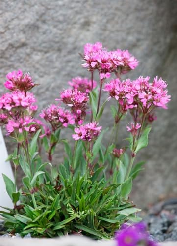 Lychnis alpina 9x9 cm Topf – Winterhart, Mehrjährig, Pflegeleicht – Alpen-Lichtnelke – Staude für Steingarten & Beet