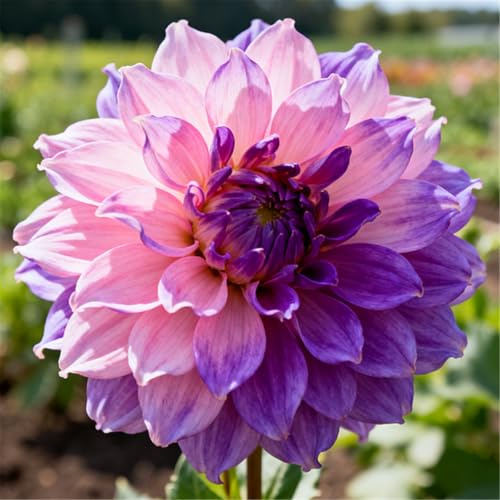 Dalias para parterres - Variedades altas - Embellecen las cercas del jardín-6 PCS-C