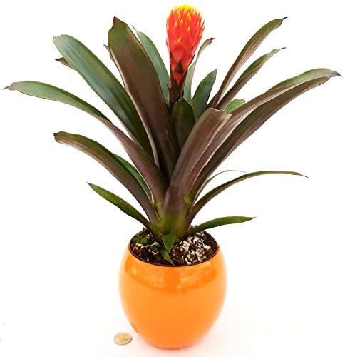 POWERS TO FLOWERS - GUZMANIA CONIFERA, BROMELIA TALA, IN VASO CERAMICA ARANCIONE SFERICO, pianta vera
