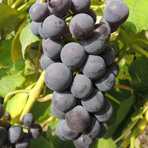 Weinrebe Mars 2L - Schöne blaue kernlose Trauben
