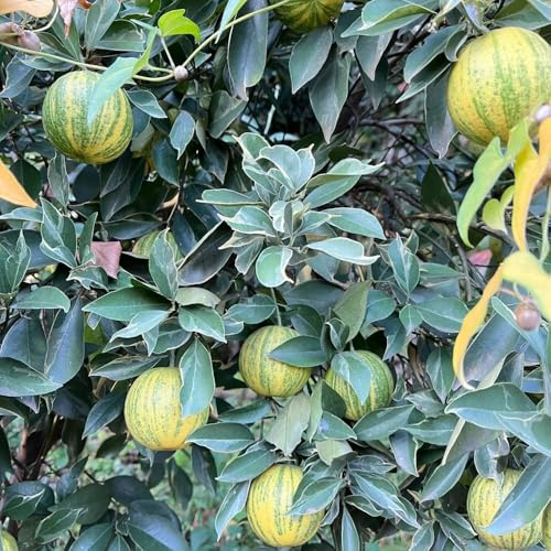 semillas de limonero de balcón, jardín interior Los enanos son resistentes jardin decoración pote columnar los 25pcs