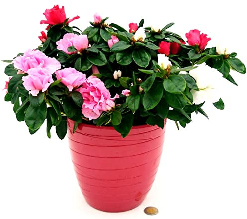 POWERS TO FLOWERS - AZALEA TRICOLOR diametro 25/30CM, IN VASO CERAMICA A RIGHE ROSA ANTICO, pianta vera