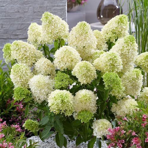 Hortensien Winterhart Skyfall (3 Pflanzen) - Hydrangea Pflanzen aus Holland - Echte Garten Hortensie (kein Samen, nicht künstlich) - Mehrjährig für Garten und Balkon