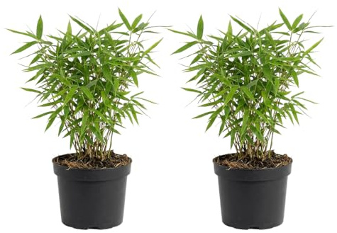 Bloomique - Lot de 2 - Fargesia Rufa - Plante bambou - Non envahissante - Rustique - Persistante - Plante de Jardin - Hauteur 20-40 cm - Pot 14 cm