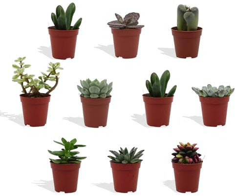 DutchLeafs Mini-Sukkulenten Mix 10 Stück Verschiedene Mini-Sukkulenten - Topf 5,5 cm - Kleine Pflanzen Mischung Sukkulenten Starter Set Pflegeleichte Zimmerpflanzen - Höhe 8-15 cm
