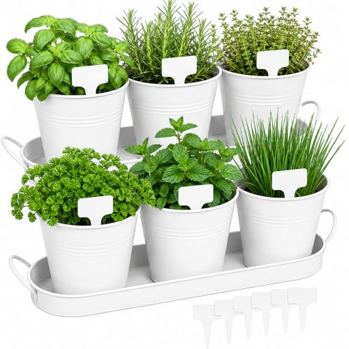 Macetas Para Flores, 6PCS Macetas Para Hierbas Ovaladas De Metal Blancas Para Plantas De Interior Suculentas Albahaca Menta Y Perejil Para El Jardín De Hierbas La Cocina O El AlféIzar De La Ventana