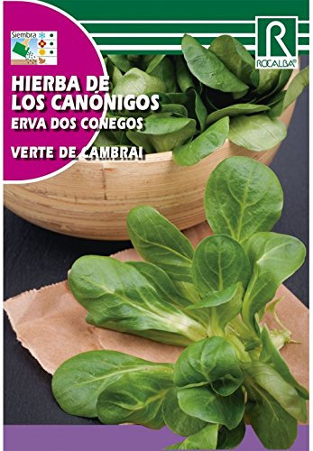 HIERBA DE LOS CANONIGOS VERTE DE CAMBRAI - SOBRE DE SEMILLAS 6g