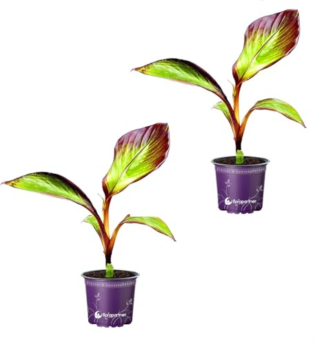 Ensete ventricosum Maurelli Rote Gartenbanane Pflanzen 2er Set
