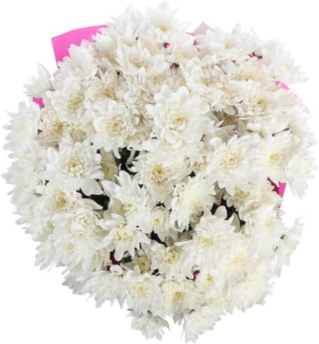 Ramo de Margaritas Blancas Naturales con 100 Flores de Color Puro y Elegante Chrysanthemum