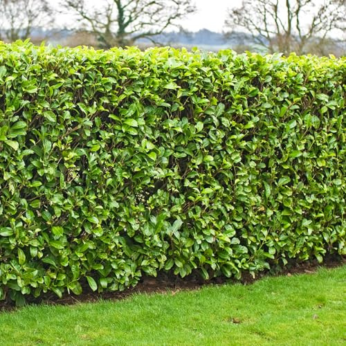 Live Plant - 5 Cherry Laurel Shrubs/Hedges/Trees - 6-12 Tall Live Plants - 2.5 Pots