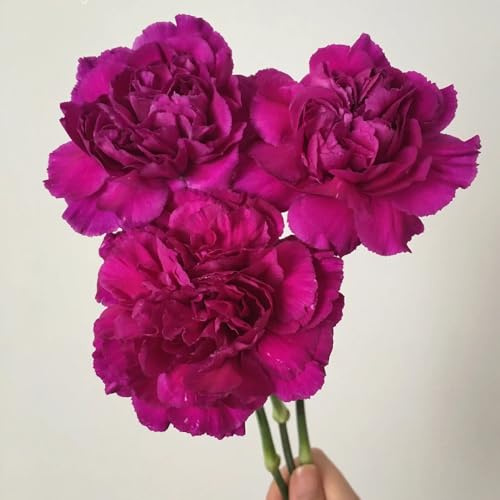 Semi di garofano, da balcone di garofano selvatico, per gli ospiti con semi di selvatici 50pcs