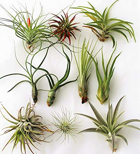 Biotope Aquatics Ltd - Tillandsia Mix - 6 Plants - Indoor Live Air Plant for House Vivarium Terrarium - No Soil Required