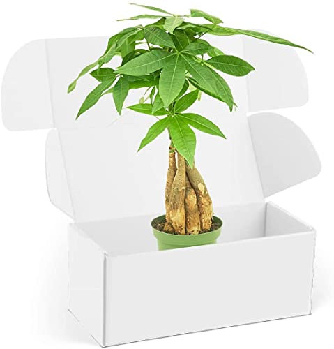 DECOALIVE Pachira Aquatica Árbol del Dinero Natural para el Hogar o la Oficina